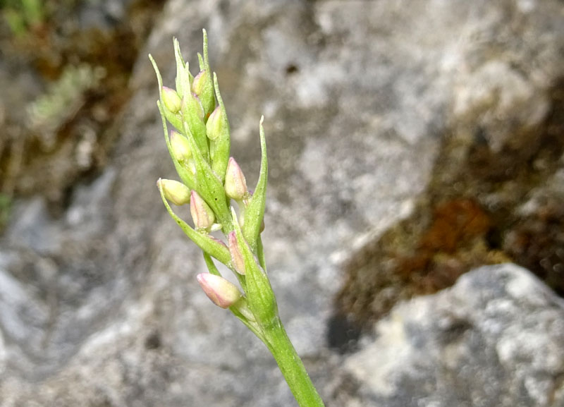 Gymnadenia odoratissima